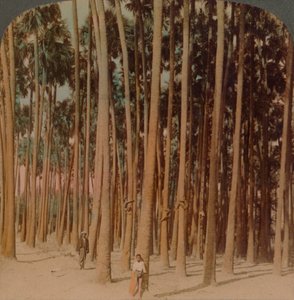Toddy palms 100 ft。100 ft。、Pagan、Burma、1907。アーティスト：Elmer Underwood、Bert Elias Underwood。 作： Underwood and Underwood
