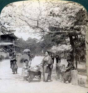 桜の下で、東京都芝公園の大通りに沿って北東を眺める（1904年、東京） 作： Underwood and Underwood
