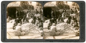 1900年代のシリアのアンティオキア、絹の繭の大きな山を選別する女性。