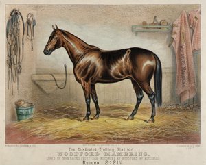 有名なトロット種牡馬ウッドフォード・マンブリーノ 作： Unidentified