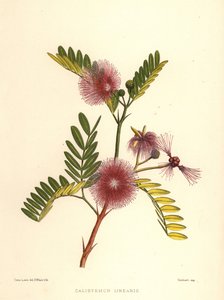 ボトルブラシ、Callistemon linearis（Calistemon linearis） 作： Unknown