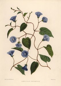 Clustervine、Jacquemontia pentanthos（Convolvulus pentanthus） 作： Unknown