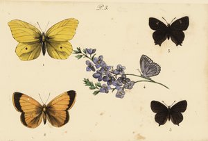 一般的なブリムストーン、Gonepteryx rhamni 1、曇った黄色、Colias croceus 2茶色のヘアストリーク、Thecla betulae 3、Meleagersブルー、Polyommatus daphnis 4、および黒いヘアストリーク、Satyrium pruni 5 作： Unknown