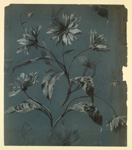 繰り返しのあるデイジー系の花の壁紙またはテキスタイルのデザイン 作： Unknown