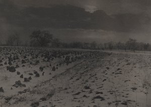 雪下のキャベツ畑 作： Unknown