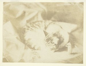 ミセス・クレイクの猫 作： Unknown