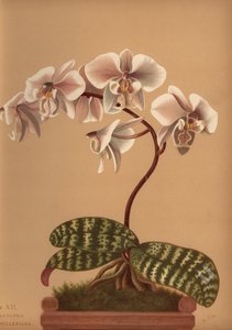 ファレノプシスシラリア（Phalenopsis schilleriana） 作： Unknown