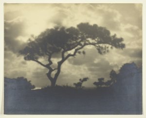 無題（木と曇りの風景） 作： Unknown