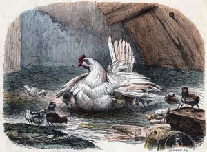 雌鳥は羽を伸ばして寒さから雛を守る。 作： Unknown artist