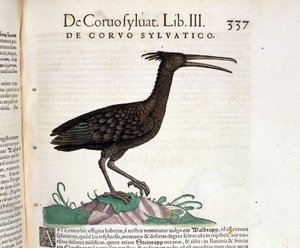 Tiguri 1560年、Conrad GesnerのHistoria Animaliumに収録されている野生のカラス。Biblioteca nazionale Braidense.ミラノ 作： Unknown artist
