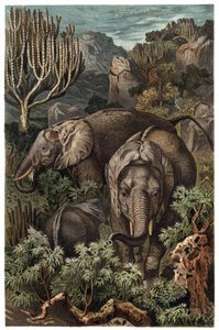 アフリカゾウ（Loxodonta） - アフリカゾウ（Loxodonta） - Alfred Edmund Brehm（1829-1884）の「Brehm