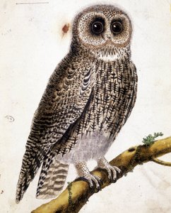 フクロウです。19世紀に描かれた彫刻。 作： Unknown artist