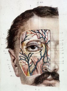 目とその環境に関する解剖学的ボード（皮付き 作： Unknown artist