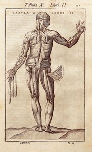 背中に人を表す解剖学的ボード。Juan Valverde De Amusco (1525-1588)による「Anatomia Corporis Humani」のエングレーヴィング。バルセロナ。バルセロナ、カタルーニャ国立図書館（Biblioteca de Catalunya）。
