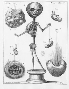 オランダの解剖学者Frederik Ruysch（1638-1731）が作成した骨格を表す解剖学的プレート。 作： Unknown artist