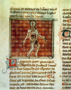 人体の解剖学。Philippe le Belの外科医Henri de MondevilleまたはHermondaville（1260-1320）による医学論文のミニチュア。パリ、B.N. 作： Unknown artist