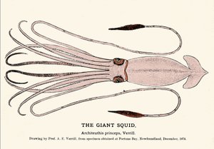 Architeuthis princepsは、1874年12月にフォーチュン・ベイ（ニューファンドランド）の海岸で失敗し、A.E.Verrill教授によって初めて記述されたダイオウイカである。時代の刻印。 作： Unknown artist