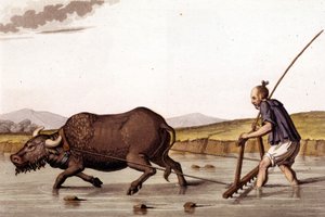 牛で田んぼを耕すことから離れて-J.フェラリオ著「Le costume ancien et moderne」（ミラノ）にて