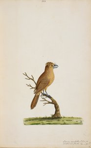 Bird, possibly a species of Flycatcher.Not yet identified, perhaps a type of long-tailed Silky-Flycatcher, 