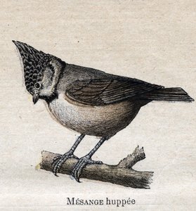 農業に役立つ鳥たち。Cupped Chickadee 作： Unknown artist