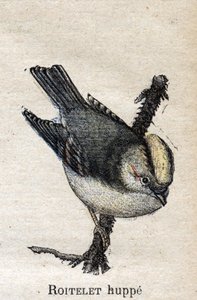 農業に役立つ鳥たち。Rupped Roitelet 作： Unknown artist