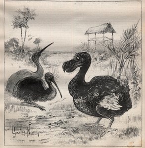 消える鳥：ドードーとアプテリクス - Engraving In "La Science francaise" 作： Unknown artist