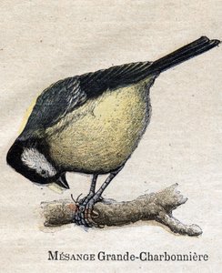 農業に役立つ鳥たち。ビッグ・チカデミー（石炭 作： Unknown artist