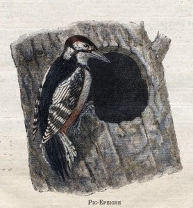 農業に役立つ鳥ウッドペッカー 作： Unknown artist