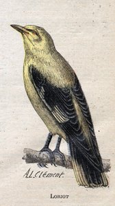 農業に役立つ鳥たち。ロリオット