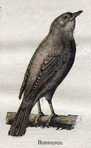 農業に役立つ鳥ナイチンゲール
