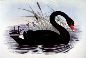ブラックスワン（cygnus atratus） - 19世紀初頭のJ. Gould