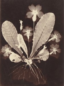  作： 無名の画家