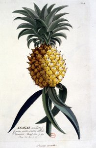 ボタニカルボード：パイナップル n.d. 19世紀