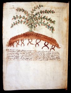 フェニキュロ・マッジョーレ」という草を表現したボタニカルボード（Biblioteca comunale di Rimini 作： Unknown artist