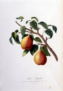 ペラ・アンジェリカを表現したボタニカルボード。1820 - 1822 作： Unknown artist