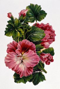 花のブーケ19世紀のクロモリトグラフ。 作： Unknown artist