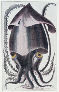 ブラジルのイカ - Denys Montfortの「Histoire naturelle générale et peculiar des mollusques」（パリ）による。 作： Unknown artist