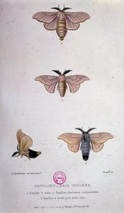 蝶のこと蚕の病気-パスツールの研究 作： Unknown artist