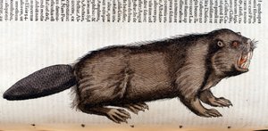 Castor - コンラッド・ゲスナーの「Historia Animalium」では、Tiguri。 作： Unknown artist