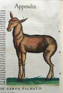 Conrad Gesner (1516 - 1565) のHistoria AnimaliumにおけるCervidae (カモシカ？), Tiguri 作： Unknown artist