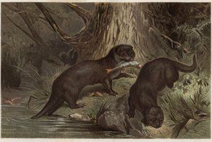 チリのカワウソ - サザン・リバー・オッター（Lontra provocax） - Alfred Edmund Brehm（1829-1884）の「Brehm
