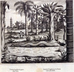インドのコブラと毒蛇。アタナシウス・キルヒャー（1601～1680）の "De China Monumenta "は、イエズス会、東洋学者、ドイツ人学者で、アムステルダムで1667年に出版されました。 作： Unknown artist