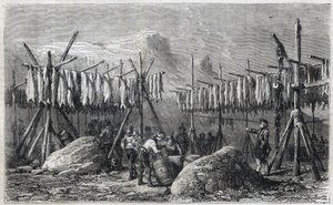 グリーンランドのフィスカネスで乾燥するタラ - Cod Drying in Fiskerness in Greenland 1866年の「The Illustrous Universe」からのエングレーヴィング。 作： Unknown artist