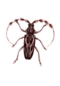 コウチュウ目：Lophocerus barbatus 作： Unknown artist