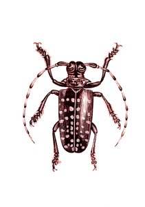 コウチュウ目：Ophoptera Tollii 作： Unknown artist