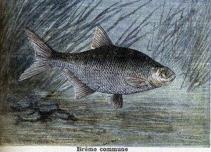 コモン・ブレム1897年に描かれた版画 作： Unknown artist