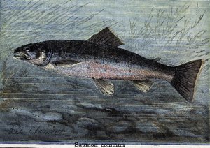 コモンサーモン。1897年に描かれたもの