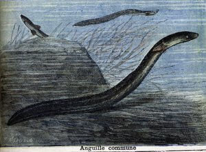 うなぎ。1897年に描かれたもの 作： Unknown artist