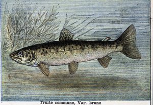 一般的なトラウト。1897年に描かれたもの 作： Unknown artist