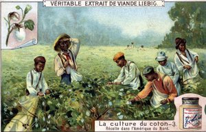 北アメリカの綿花栽培。19世紀のリービッヒ・クロモリトグラフ 作： Unknown artist